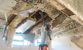 Best Mold Odor Removal Services  in Cheney, KS